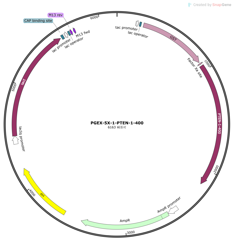 PGEX-5X-1-PTEN-1-400